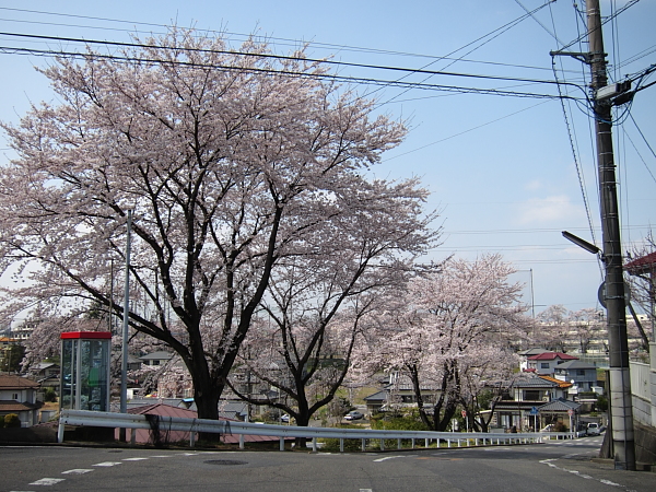 桜-1.JPG
