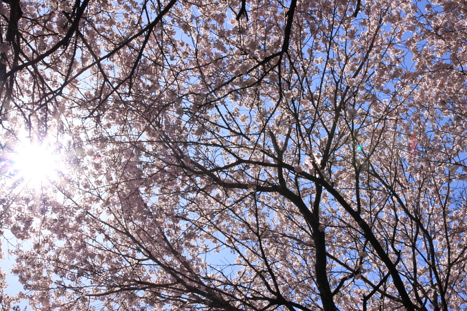 桜1-3.JPG
