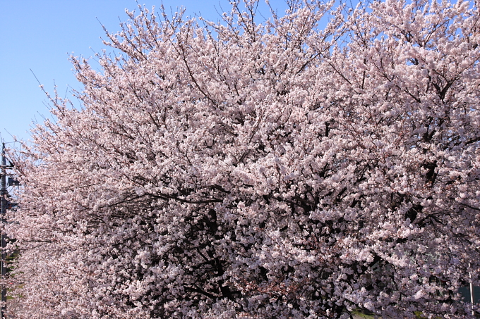 桜1-5.JPG